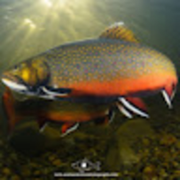 Meet your Posher, Kevin-luke - Picture 1 of 1